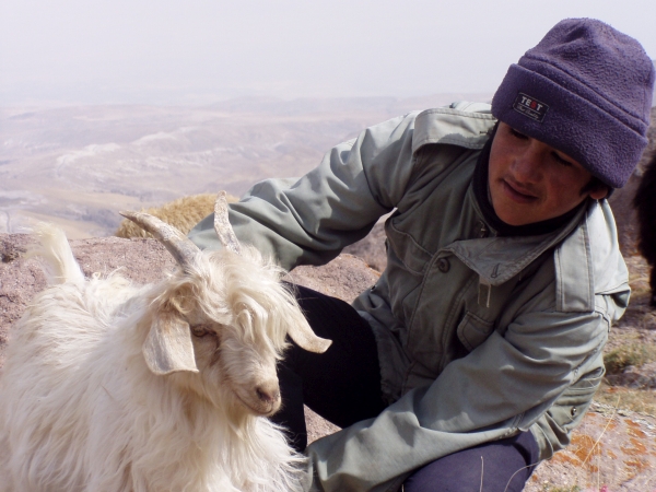 Iráni kecskepásztor